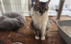 Miss Bowle - Ein charmantes Zuhause gesucht