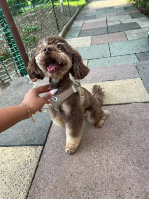 Reinrassige Toypudel Welpen in Choco & Choco Tan  Bild 8