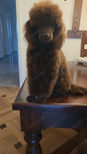 Reinrassige Toypudel Welpen in Choco & Choco Tan  Bild 7