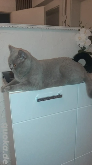 BKH Deckkater Reinrassiger  BARON 