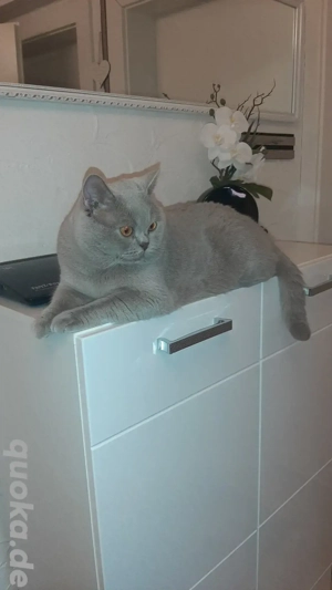 BKH Deckkater Reinrassiger  BARON 