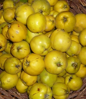 Quitten Apfelquitten BIO aus eigenem Garten 0,60 Euro pro kg