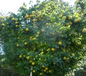 Quitten Apfelquitten BIO aus eigenem Garten 1,20 Euro pro kg