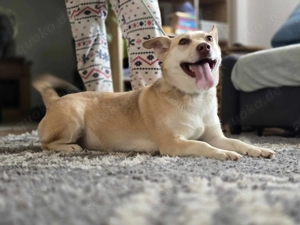 Super freundliche   Chenoah   steht mit allen 4 Pfoten im 