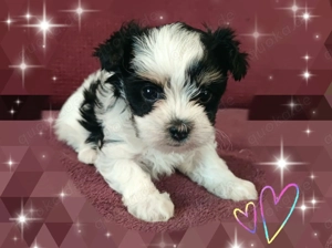 Biewer Yorkshire Terrier Welpe Hündin