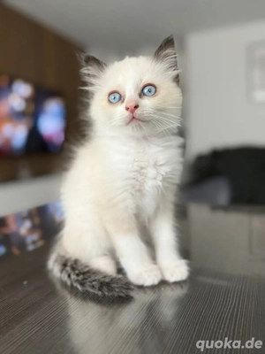 Reinrassige Heiligebirma Kitten - Kater