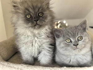 Zwei wunderschöne British-Kitten. Nur gemeinsam abzugeben