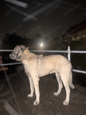 Reinrassiger Kangal Rüde