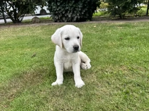 Reinrassiger Labrador welpen!!