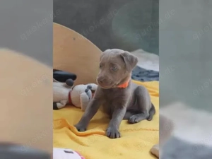 Süße Labrador Retriever Welpen