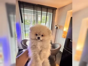 Reinrassiger Pomeranian Zwergspitz mit Ahnentafel  !!