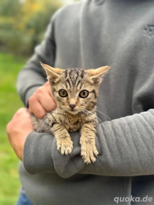 süße kleine katzen 