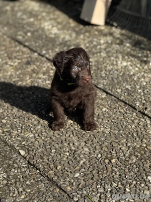 Labradoodle Bild 3 Labradoodle Bild 3