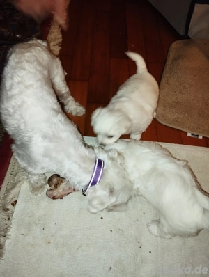 Malteser Welpe Bild 3