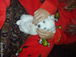 Malteser Welpe Bild 2