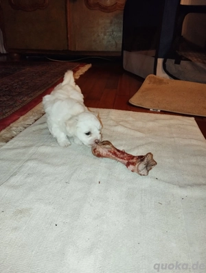 Malteser Welpe Bild 4