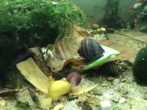 Apfelschnecken Gold-Gelbe und Gelb Lila und Grüne für Axolotl Becken geeignet.