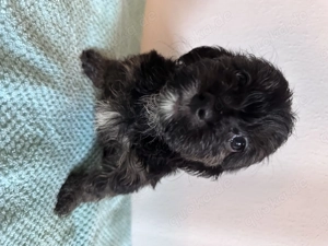  Maltipoo-Welpen   ideal für Allergiker & Familien  Bild 8