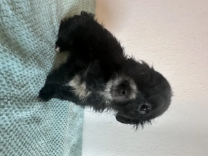  Maltipoo-Welpen   ideal für Allergiker & Familien  Bild 13