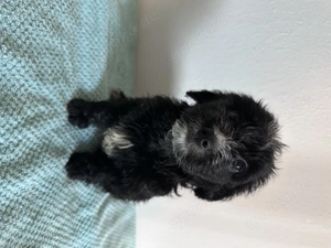  Maltipoo-Welpen   ideal für Allergiker & Familien  Bild 16