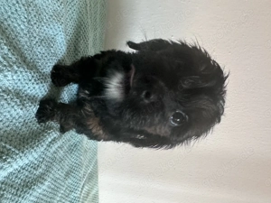  Maltipoo-Welpen   ideal für Allergiker & Familien  Bild 15