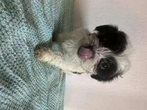  Maltipoo-Welpen   ideal für Allergiker & Familien  Bild 14