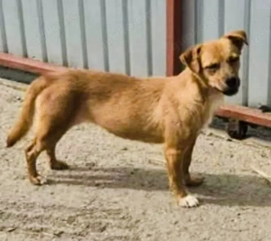 Liska - schenkst du der zauberhaften Hündin ein Zuhause?
