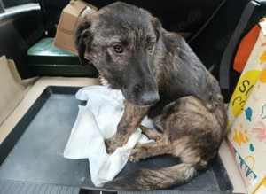 Chioni - schenkst du ihr ein liebevolles Zuhause?