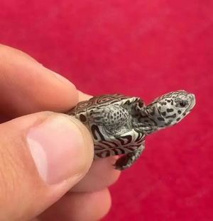 Diamantschildkröten NZ 24 "Malaclemys terrapin centrata" Wasserschildkröte "white   blue concentric"