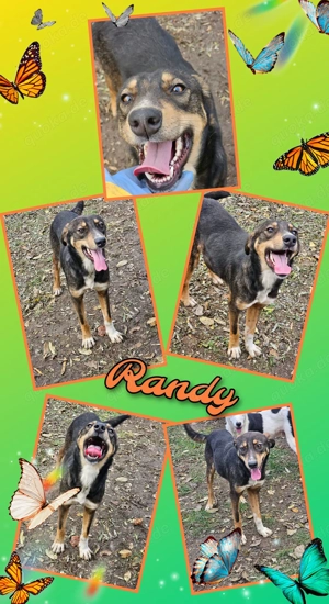 sehr lieber, sozialer, menschenbezogener Rüde "Randy" sucht ein schönes Zuhause 
