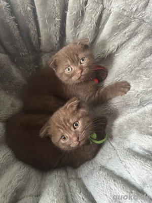 BKH Kitten Mix - Abgabebereit