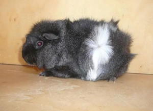 Meerschweinchen Rosetten, Weibchen und Kastrate Bild 4