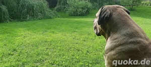 Bauland für 'Altenwohnheim' in Reichweiler...ca.1500m2 voll erschlossen