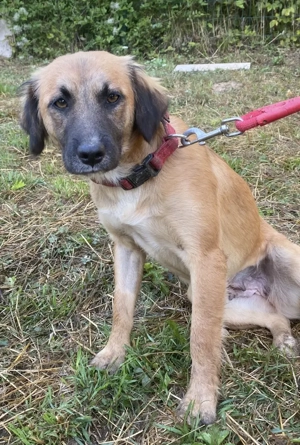 Ganz tolle soziale liebe ca 1,5 J. Hündin