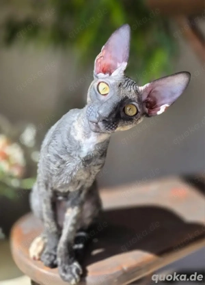 Reinrassige und wunderschöne Cornish Rex "Anora" Bild 1