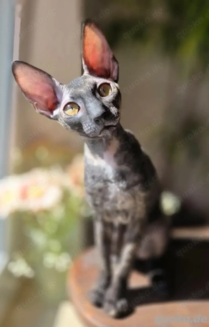 Reinrassige und wunderschöne Cornish Rex "Anora" Bild 2