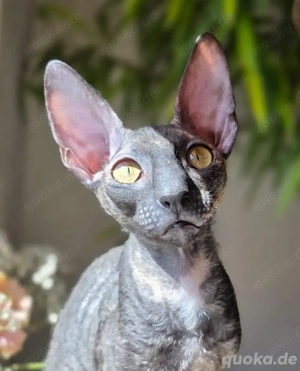 Reinrassige und wunderschöne Cornish Rex "Anora" Bild 3
