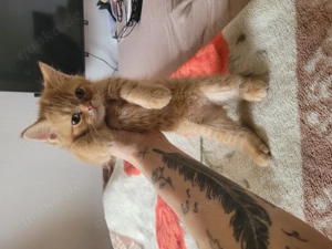 Ein Kater, 2 Monate alt