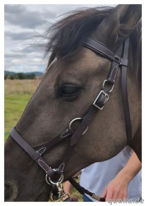 Reitsachen Pferde Sattel Zubehör 