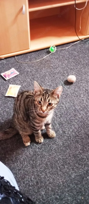 3 Kater abzugeben geboren in Mai 2025