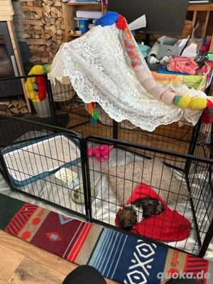 Besonderer wunderschoener Bolonka zwetna Junge m Kuschelgarantie su liebevolles Zuhause. 