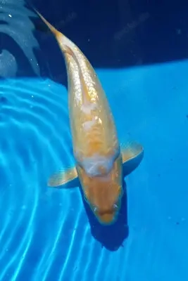 Neue Aragoke Koi koiplus.de