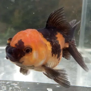 Neue Oranda koiplus.de Große Auswahl an Schleierschwänzen Einzelfische und