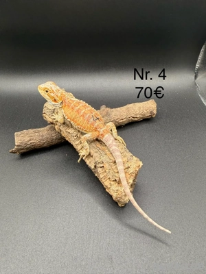 Farbbartagamen Pogona Vitticeps 