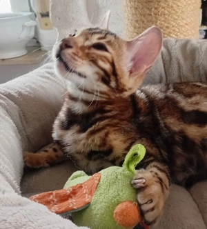 Bengalkitten   wunderschöne kleine Leoparden suchen ein Zuhause   
