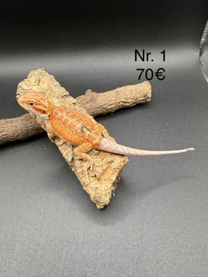 Farbbartagamen Pogona Vitticeps 