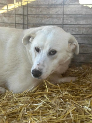 Pucki ca. 55 cm   unsere Angstnase