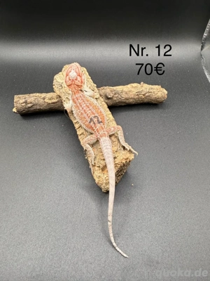 Farbbartagamen Pogona Vitticeps 