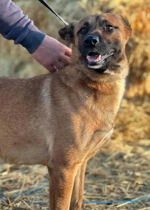 Maurice ca. 55 cm   unser Charmeur