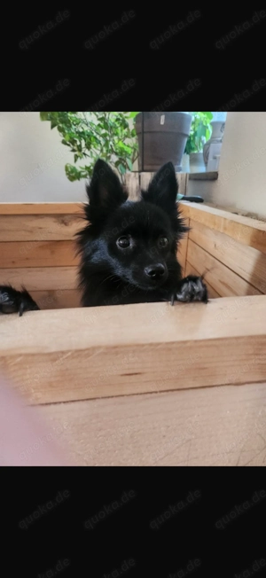 Pommeranien mittel Spitz  Chihuahua Mischlinge